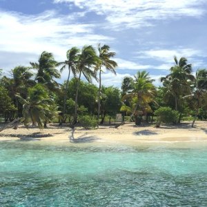 Dense vegetation with palm trees on powder white sandy beach on a grenadine island