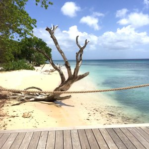 Drift wood natural sculpture on Barbados beach as backdrop for fashion photography