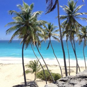 High palm trees on white beach surrounded by rocky mountains in a quiet Barbados cove