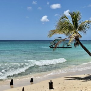 Palm tree leaning over turquoise sea onwhite beach front for Barbados filming