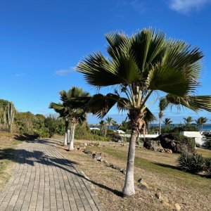 Cactus plants in huge sizes growing wild on a hill with path to he sea lined by beautiful fan palms