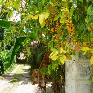 Colorful tropical seeds and plants as natural decoration at stone house entrance gate