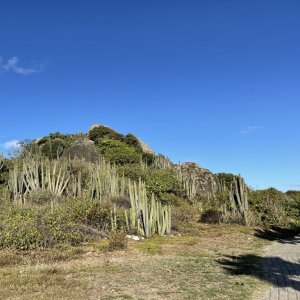 High cactus plants on stonehill overlooking the sea