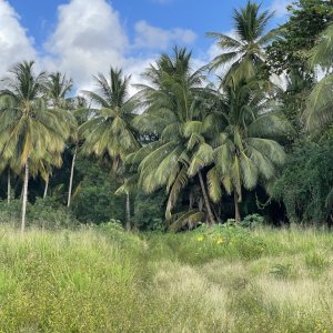 Jungle of coconut trees with dense vegetation behind and overgrown green grass with small walk way