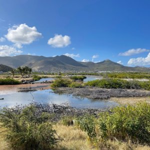 Mangrove roots dried out in flat sea water and in the backdop a mountain chain