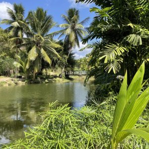 Natural pond surrounded by palm trees with wooden bridge crossing and lush tropical vegetation with colourful flowers