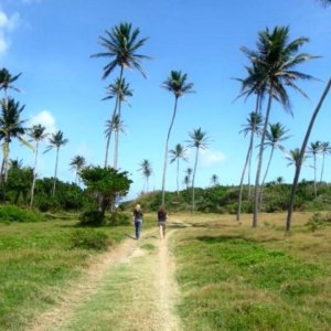 Palm lined natural path on green grass leading to the Atlantic ocean and is surrounded by lean tall palm trees