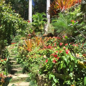 Stone stairs in natural tropical garden leading through a sea of colorful blossom