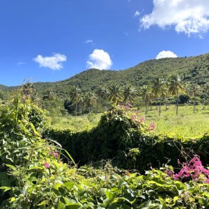 Wide green grass land with coconut trees and pink flowers in front of an overgrown hill chain