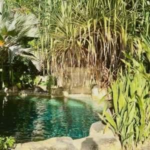 Natural pool in small luxury hotel garden with lots of greenery near water in Barbados