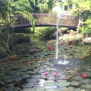 Pond with beauiful water lilies and small wooden bridge to cross