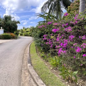 Luxury resort entrance gate with pink bougainvillae bushes lined path to colonial clubhouse